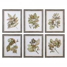  33643 - Seedlings Framed Prints S/6