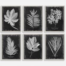  33671 - Foliage Framed Prints, S/6