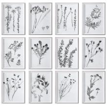 CONTEMPORARY BOTANICALS