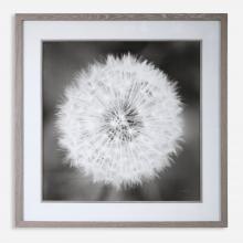  33711 - Dandelion Seedhead Framed Print