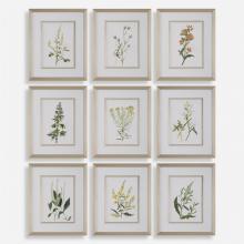 Uttermost 32339 - Uttermost Botanical Flowers Framed Prints, S/9