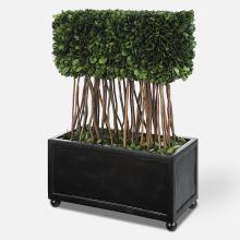 PRESERVED BOXWOOD